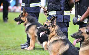 Operador Canino Fundamentación